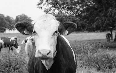 Portrait of a cow