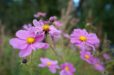 Close-up of pink flowering plants