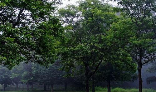 Trees growing in forest