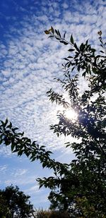 Low angle view of tree against sky