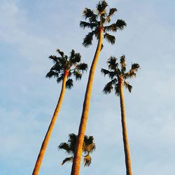 Low angle view of palm trees