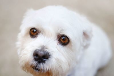 Close-up portrait of white dog