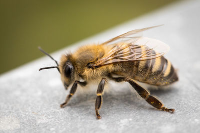 Close-up of bee