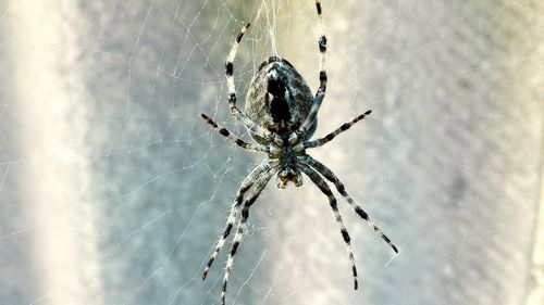 Close-up of spider on web