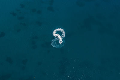 High angle view of jellyfish swimming in sea