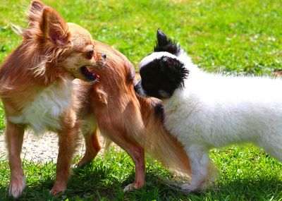 View of two dogs on field