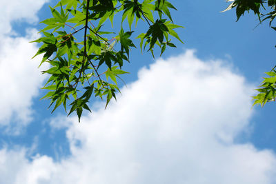 Low angle view of tree against sky