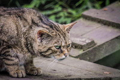 Close-up of a cat looking away