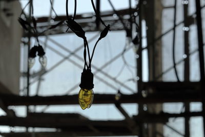 Low angle view of light bulb hanging from ceiling