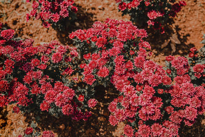 High angle view of red flowering plants