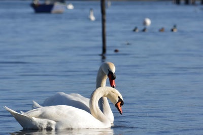 Swan floating on lake