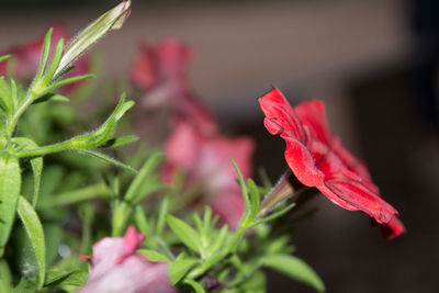 Close-up of red flower