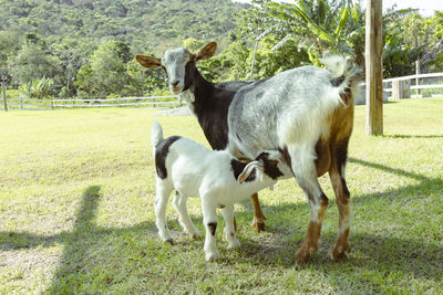 Goats on grassy field