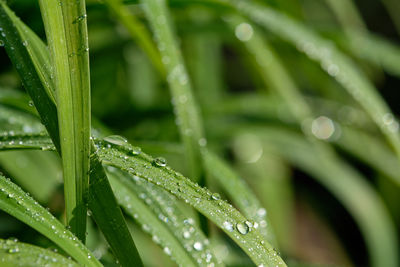 Close-up of raindrops on leaves