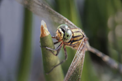 Close-up of insect on leaf