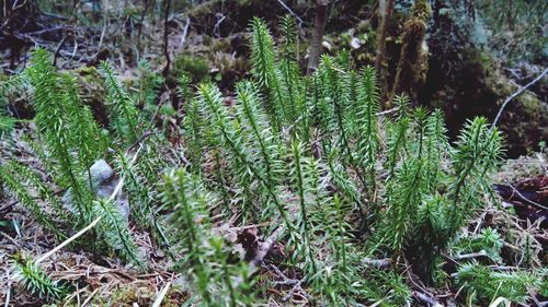 Close-up of plants