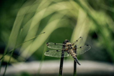 Close-up of dragonfly