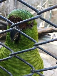 Close-up of bird perching on tree in cage