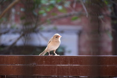 Close-up of bird perching on railing