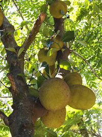 Low angle view of tree