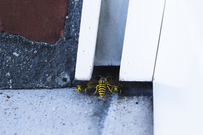 Low section of insect on the ground