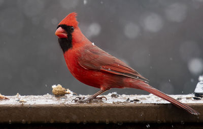 Close-up of bird perching on retaining wall