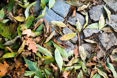 Dry leaves on field