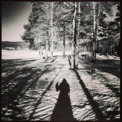 Shadow of trees on road