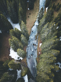 Close-up of snow covered pine tree