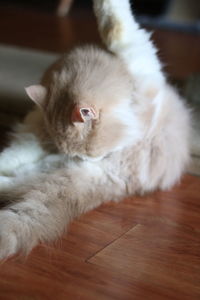 Close-up of cat lying on hardwood floor