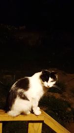 Close-up of cat sitting outdoors