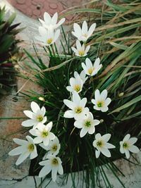 Close-up of white flowers