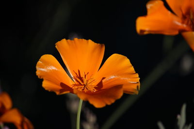 flowering plant