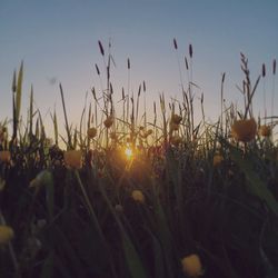 Close-up of plants growing on field against sky during sunset