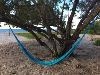 Trees on beach against sky