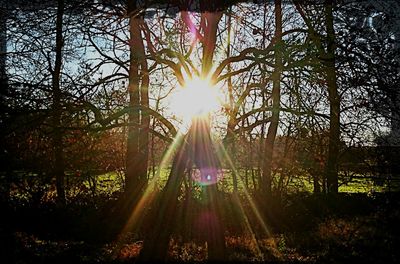 Sun shining through trees