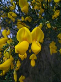 Close-up of yellow flowers