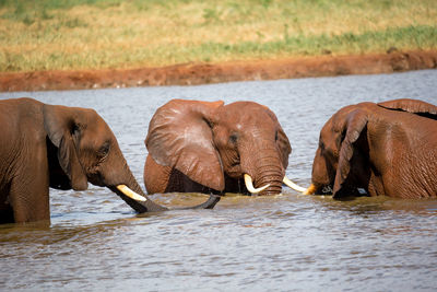 Side view of elephant in water