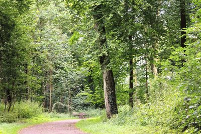 Trees in forest