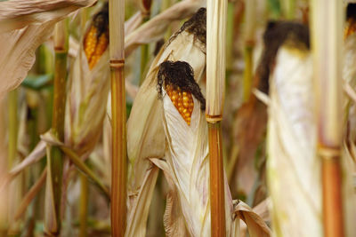 Close-up of wheat growing on field