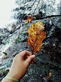 Cropped image of person holding autumn leaves