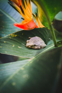 Close-up of crab on plant