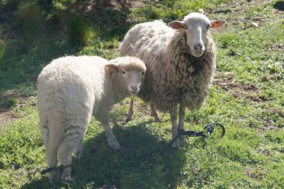 Sheep on field