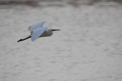 Seagull flying over a water