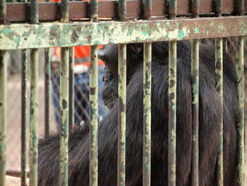 Close-up of monkey in cage at zoo