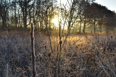 Bare trees in forest during winter