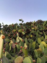 Low angle view of cactus growing against sky