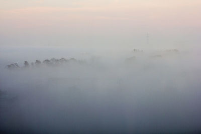 Trees in foggy weather