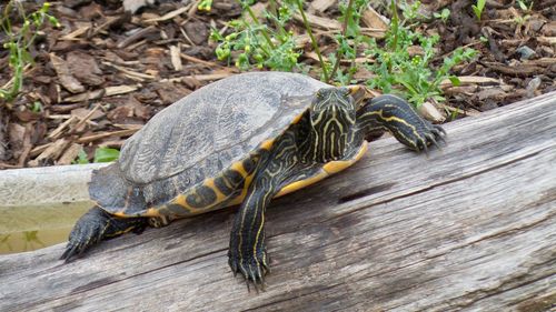 Close-up of lizard on wood