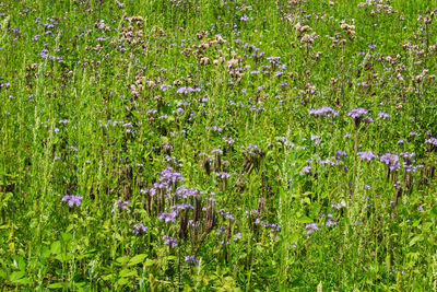 High angle view of purple flowering plants on field